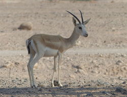 Plancia ëd <i>Gazella subgutturosa marica</i>