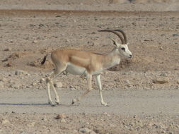 Sivun <i>Gazella subgutturosa marica</i> kuva