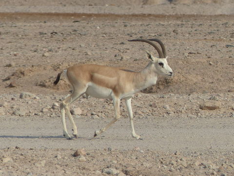 Image of Sand gazelle