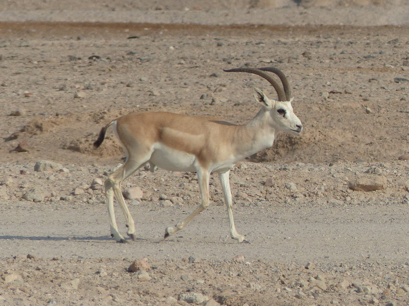 Plancia ëd <i>Gazella subgutturosa marica</i>