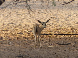 Plancia ëd <i>Gazella subgutturosa marica</i>