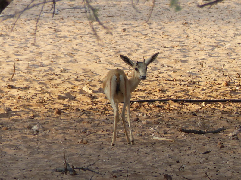 Plancia ëd <i>Gazella subgutturosa marica</i>