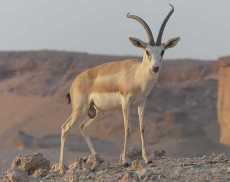 Plancia ëd <i>Gazella subgutturosa marica</i>