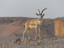 Plancia ëd <i>Gazella subgutturosa marica</i>