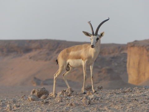 Image of Sand gazelle