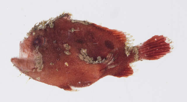 Image of Antennatus