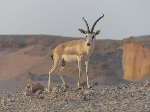 Plancia ëd <i>Gazella subgutturosa marica</i>