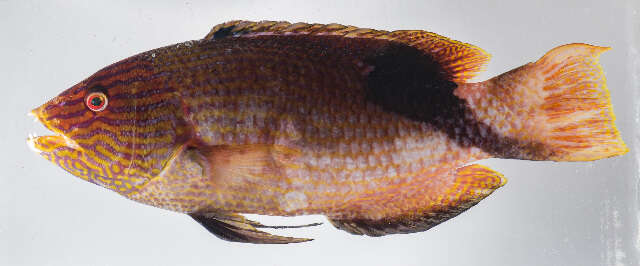 Image of wrasse