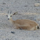 Image of Sand gazelle