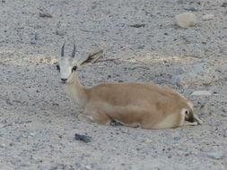 Image of Sand gazelle