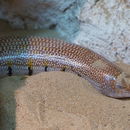 Image of Eastern Skink