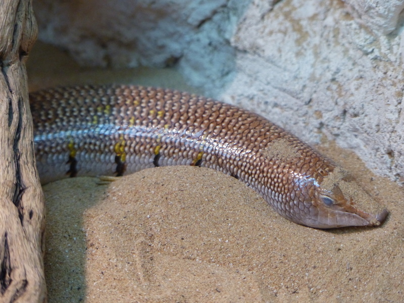 Image of Eastern Skink