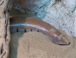 Image of Eastern Skink