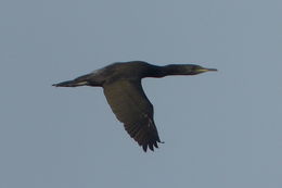 Plancia ëd Phalacrocorax nigrogularis Ogilvie-Grant, Forbes & HO 1899