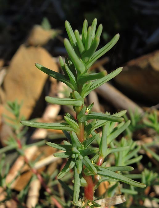 Imagem de Salsola soda L.