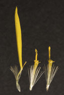 Image of hairy false goldenaster