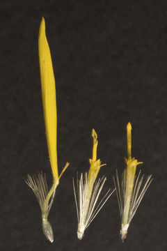 Heterotheca villosa var. pedunculata (Greene) V. Harms ex J. C. Semple resmi