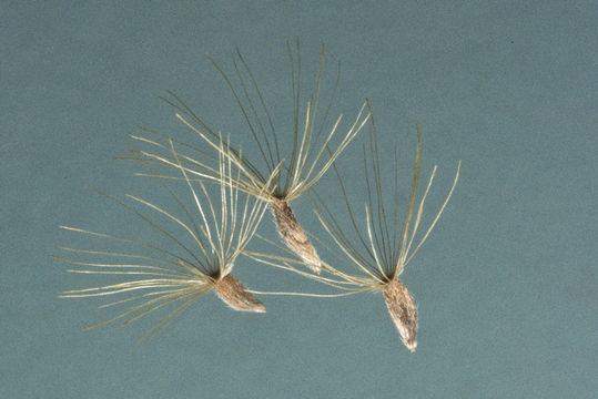 Image of hairy false goldenaster