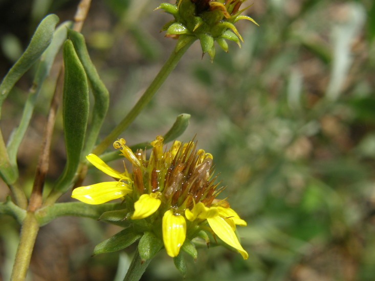 Image of Sea Oxeye