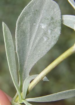 صورة Borrichia frutescens (L.) DC.