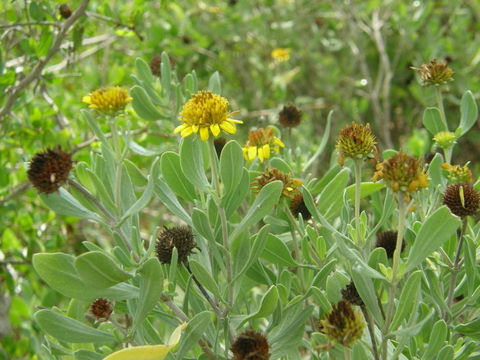 Image of Sea Oxeye