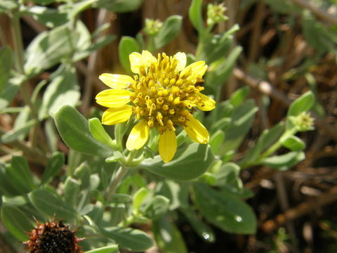 Image of Sea Oxeye