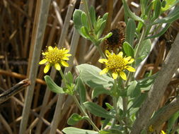 Image of Sea Oxeye