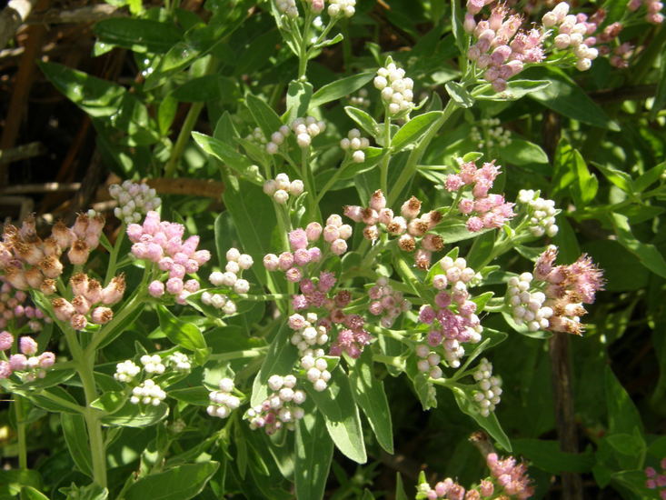 Plancia ëd Pluchea odorata (L.) Cass.