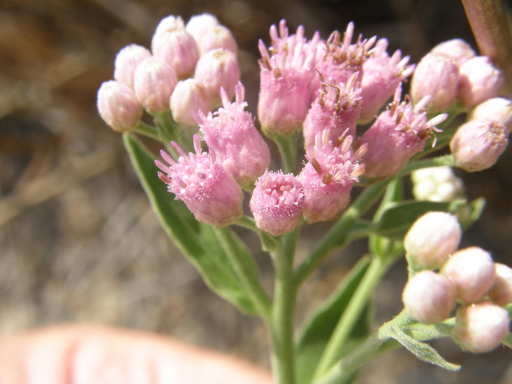 Plancia ëd Pluchea odorata (L.) Cass.