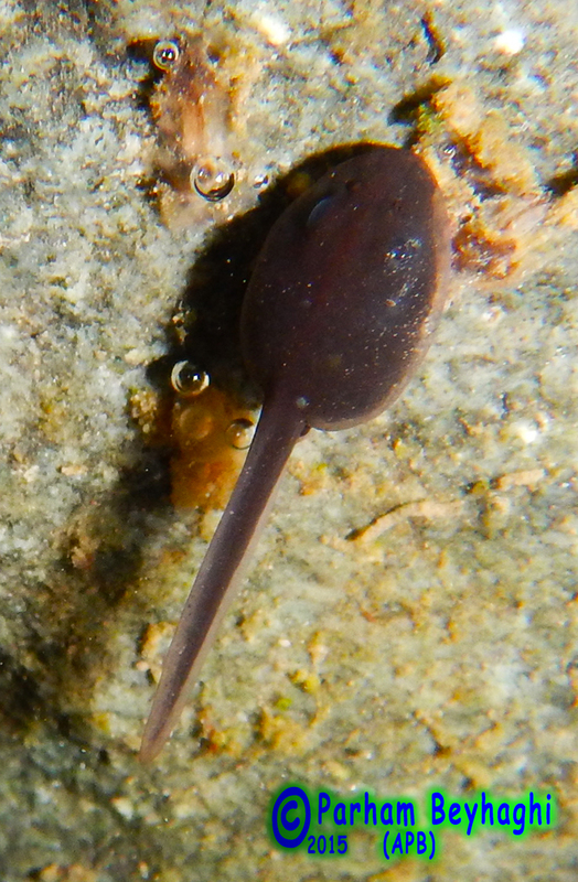 Image of Bufotes variabilis (Pallas 1769)