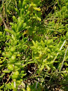 Image of turtleweed