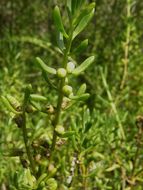 Image of turtleweed