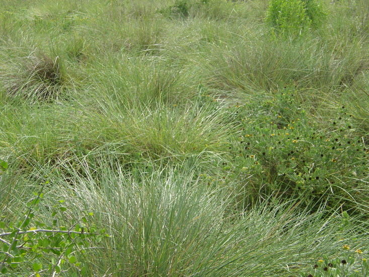 Image of <i>Spartina spartinae</i>