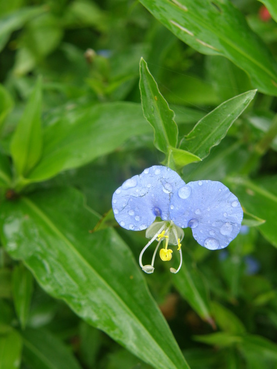 Image of Blousel Blommetjie