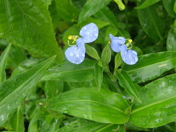 Image of Blousel Blommetjie