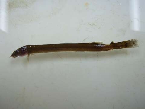 Image of Eel-loaches