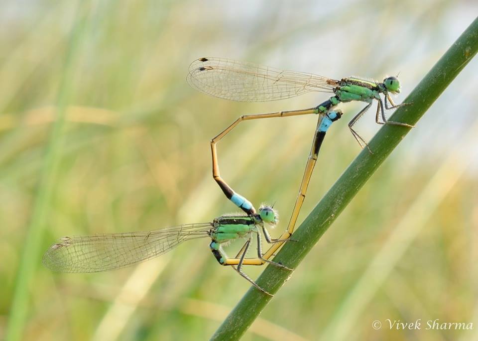 Image of Senegal bluetail