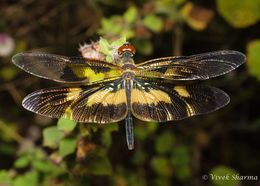 Imagem de Rhyothemis variegata (Linnaeus 1763)