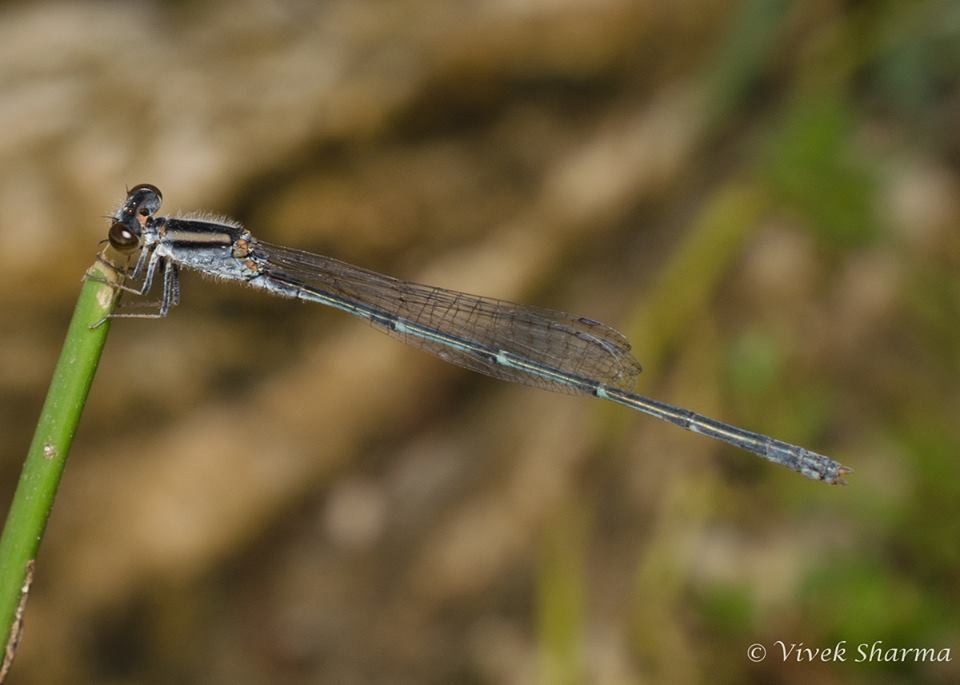 Image of Pseudagrion hypermelas Selys 1876