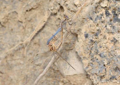 Image of Small Skimmer