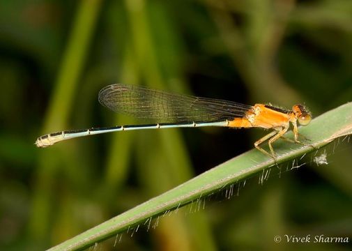 Image of Senegal bluetail