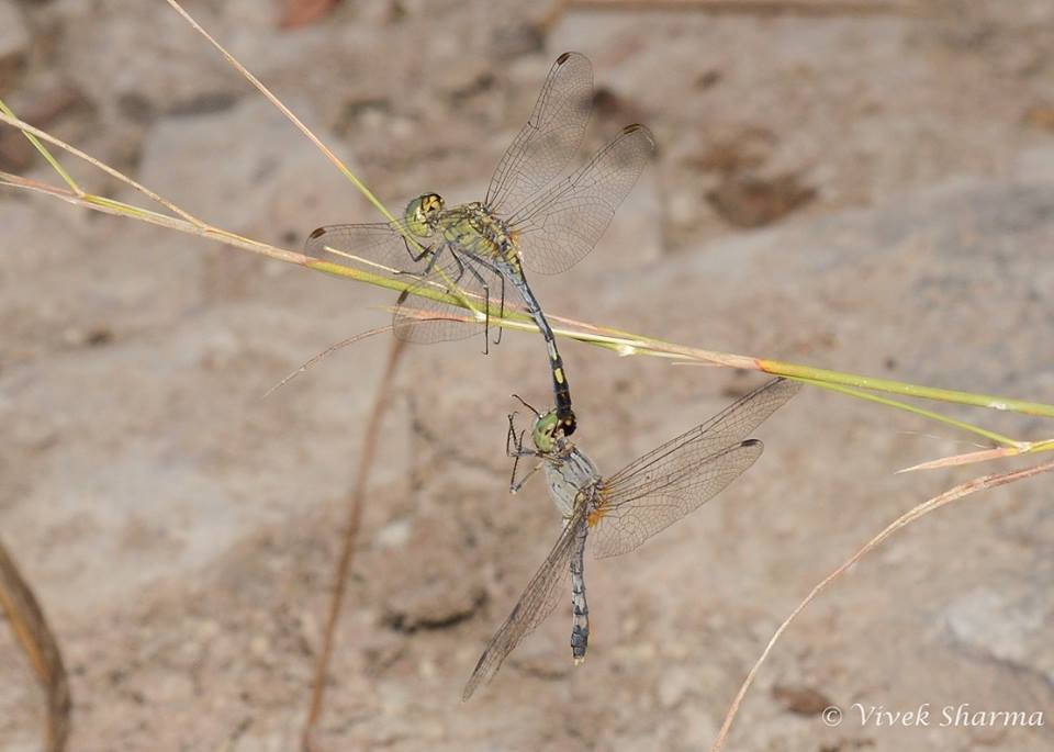 Image de Diplacodes trivialis (Rambur 1842)