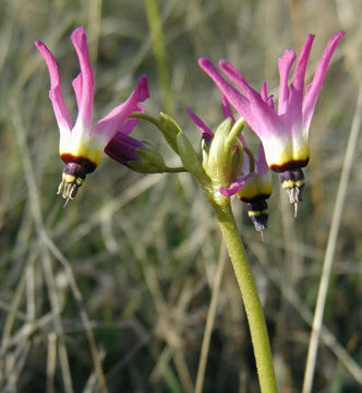 Image of <i>Primula clevelandii</i> var. <i>patula</i>