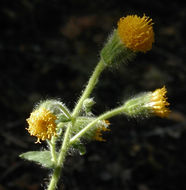 Image of rayless arnica