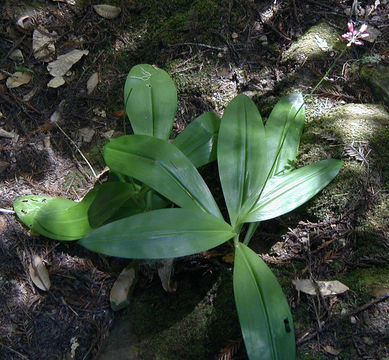 Imagem de Clintonia andrewsiana Torr.