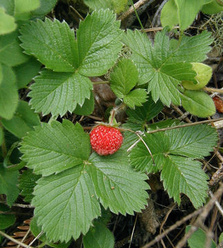 Image of woodland strawberry