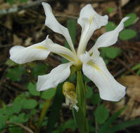 صورة Iris douglasiana Herb.