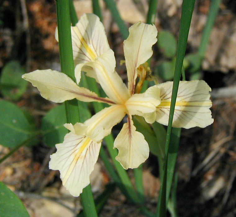 Image of Douglas iris