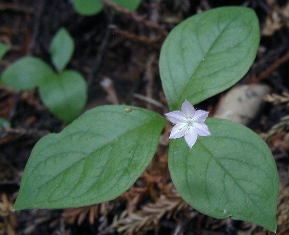 Image of <i>Trientalis latifolia</i>