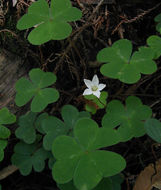 Image of redwood-sorrel